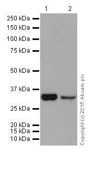 Anti-TP53INP1 antibody [EPR17974]