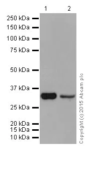 Western blot - Anti-TP53INP1 antibody [EPR17974] (AB202026)