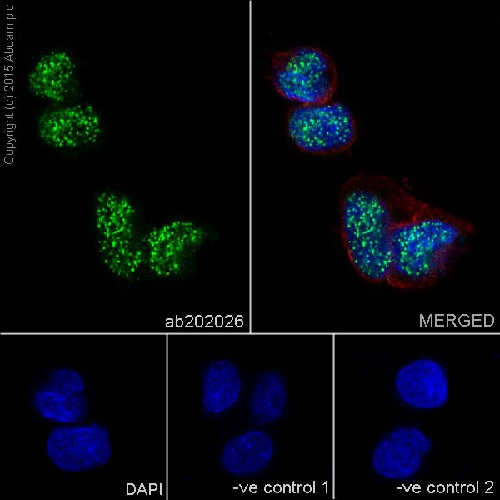 Immunocytochemistry/ Immunofluorescence - Anti-TP53INP1 antibody [EPR17974] - BSA and Azide free (AB240362)
