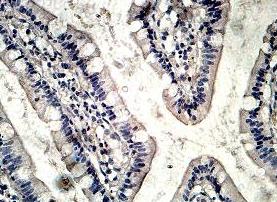 Immunohistochemistry (Formalin/PFA-fixed paraffin-embedded sections) - Anti-TPC2 antibody (AB119915)