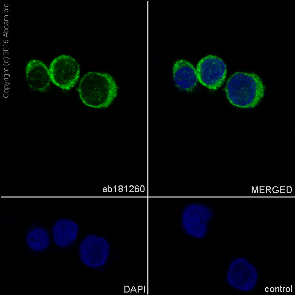 Immunocytochemistry/ Immunofluorescence - Anti-TPD52 antibody [EPR14219] (AB181260), expandable thumbnail
