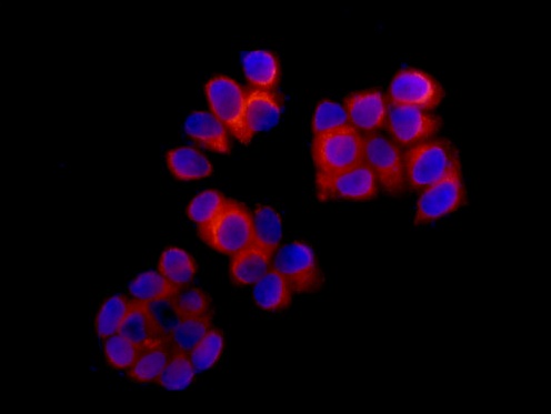 Immunocytochemistry/ Immunofluorescence - Anti-TPD52 antibody [EPR14220] - BSA and Azide free (AB250629), expandable thumbnail