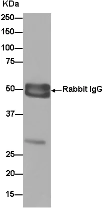 Immunoprecipitation - Anti-TPGS1 antibody [EPR14324] - BSA and Azide free (AB250733)
