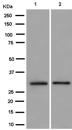 Western blot - Anti-TPGS1 antibody [EPR14324] - BSA and Azide free (AB250733)