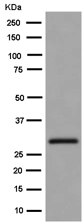 Western blot - Anti-TPGS1 antibody [EPR14324] - BSA and Azide free (AB250733)