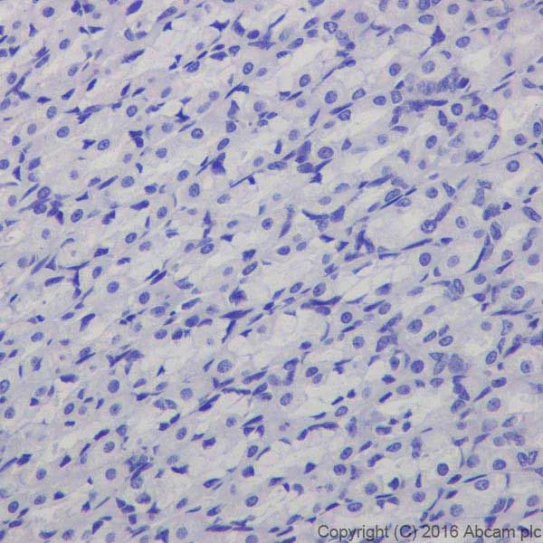 Immunohistochemistry (Formalin/PFA-fixed paraffin-embedded sections) - Anti-TPH2 antibody [EPR19191] (AB184505)