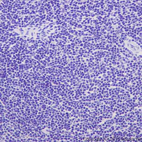Immunohistochemistry (Formalin/PFA-fixed paraffin-embedded sections) - Anti-TPH2 antibody [EPR19191] - BSA and Azide free (ab240286), expandable thumbnail