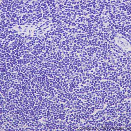 Immunohistochemistry (Formalin/PFA-fixed paraffin-embedded sections) - Anti-TPH2 antibody [EPR19191] - BSA and Azide free (AB240286)