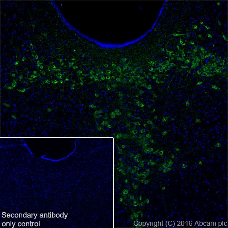 Immunohistochemistry (Frozen sections) - Anti-TPH2 antibody [EPR19191] - BSA and Azide free (AB240286), expandable thumbnail