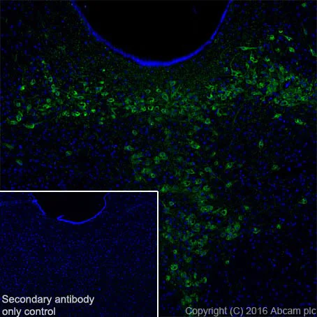 Immunohistochemistry (Frozen sections) - Anti-TPH2 antibody [EPR19191] - BSA and Azide free (AB240286)
