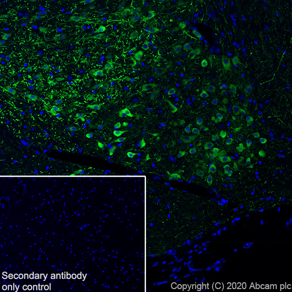 Immunohistochemistry (Frozen sections) - Anti-TPH2 antibody [EPR19191] - BSA and Azide free (AB240286), expandable thumbnail