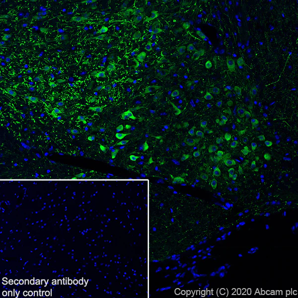 Immunohistochemistry (Frozen sections) - Anti-TPH2 antibody [EPR19191] - BSA and Azide free (AB240286)