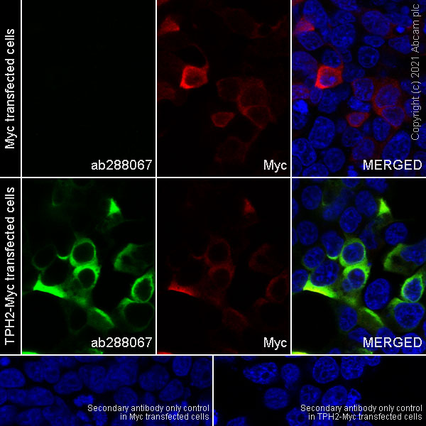 Immunocytochemistry/ Immunofluorescence - Anti-TPH2 antibody [EPR25100-29] (ab288067), expandable thumbnail