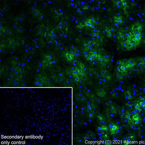 Immunohistochemistry (Frozen sections) - Anti-TPH2 antibody [EPR25100-29] (AB288067), expandable thumbnail