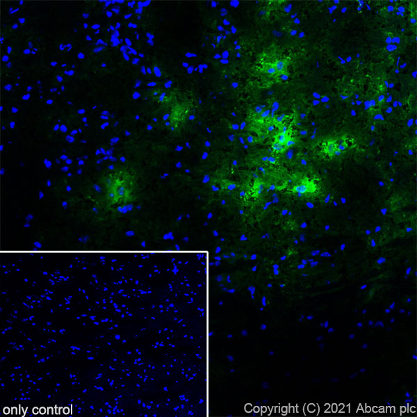Immunohistochemistry (Frozen sections) - Anti-TPH2 antibody [EPR25100-29] (ab288067), expandable thumbnail