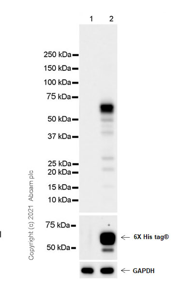 Western blot - Anti-TPH2 antibody [EPR25100-29] (AB288067), expandable thumbnail