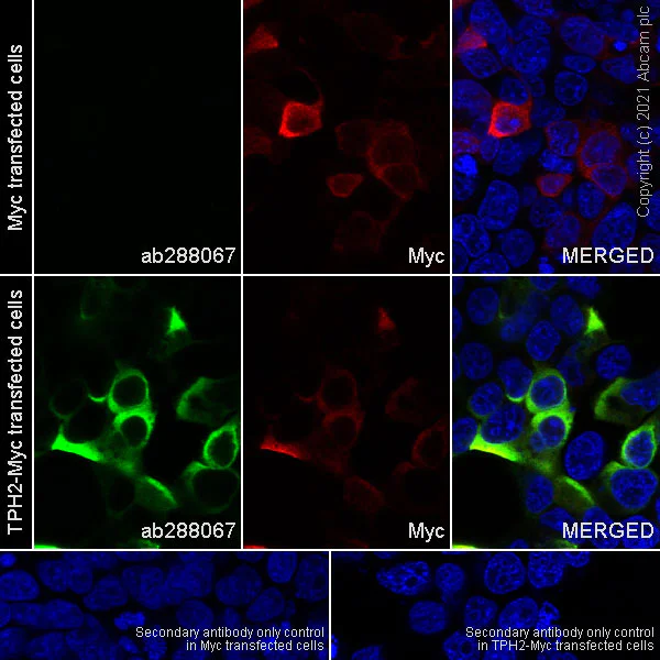 Immunocytochemistry/ Immunofluorescence - Anti-TPH2 antibody [EPR25100-29] - BSA and Azide free (AB288068)