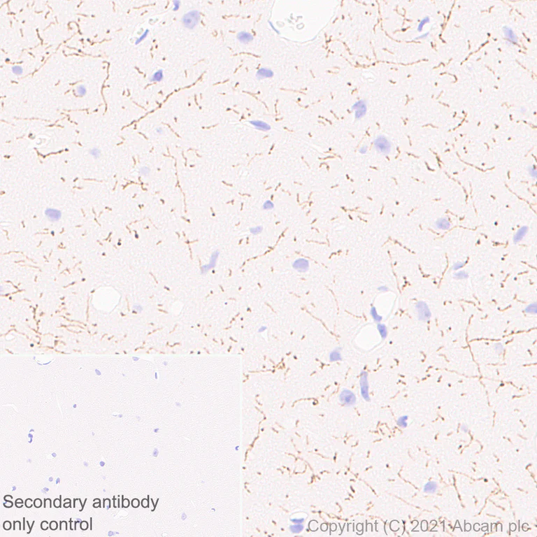 Immunohistochemistry (Formalin/PFA-fixed paraffin-embedded sections) - Anti-TPH2 antibody [EPR25100-29] - BSA and Azide free (AB288068)