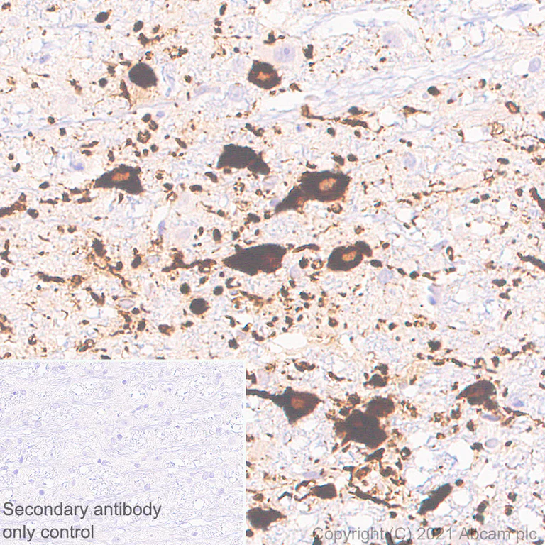 Immunohistochemistry (Formalin/PFA-fixed paraffin-embedded sections) - Anti-TPH2 antibody [EPR25100-29] - BSA and Azide free (AB288068)