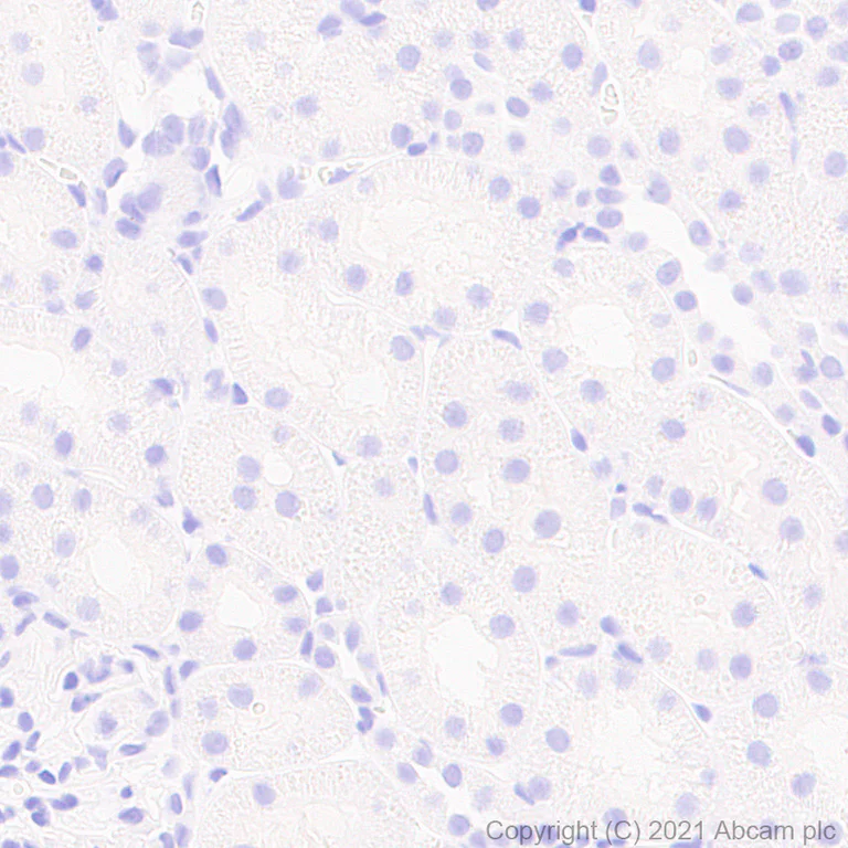 Immunohistochemistry (Formalin/PFA-fixed paraffin-embedded sections) - Anti-TPH2 antibody [EPR25100-29] - BSA and Azide free (AB288068)