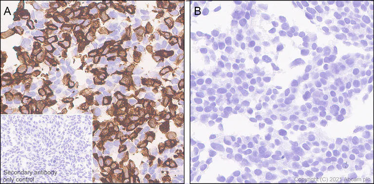 Immunohistochemistry (Formalin/PFA-fixed paraffin-embedded sections) - Anti-TPH2 antibody [EPR25100-29] - BSA and Azide free (AB288068)