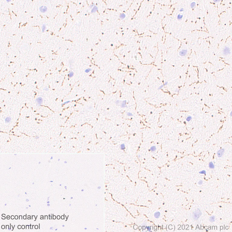 Immunohistochemistry (Formalin/PFA-fixed paraffin-embedded sections) - Anti-TPH2 antibody [EPR25100-29] - BSA and Azide free (AB288068)