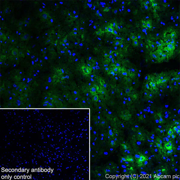 Immunohistochemistry (Frozen sections) - Anti-TPH2 antibody [EPR25100-29] - BSA and Azide free (AB288068)
