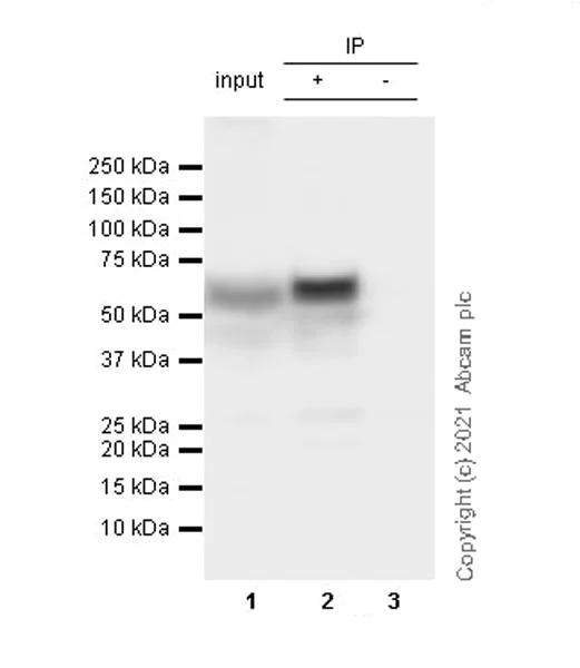 Immunoprecipitation - Anti-TPH2 antibody [EPR25100-29] - BSA and Azide free (AB288068)
