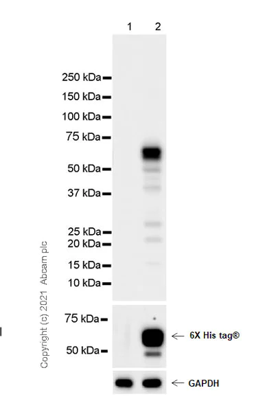 Western blot - Anti-TPH2 antibody [EPR25100-29] - BSA and Azide free (AB288068)