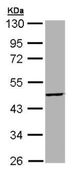 Western blot - Anti-Tpit antibody (AB155554)