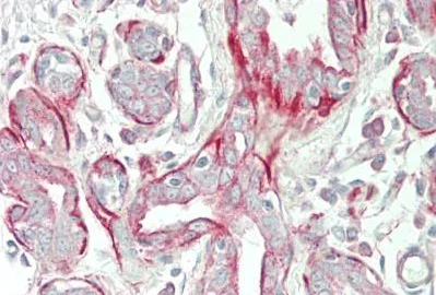 Immunohistochemistry (Formalin/PFA-fixed paraffin-embedded sections) - Anti-TPM4 antibody - N-terminal (AB230880)