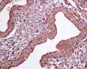 Immunohistochemistry (Formalin/PFA-fixed paraffin-embedded sections) - Anti-TPMT antibody [EPR10820(B)] (AB155284)
