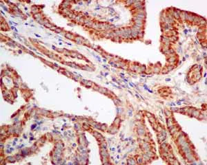 Immunohistochemistry (Formalin/PFA-fixed paraffin-embedded sections) - Anti-TPMT antibody [EPR10820(B)] (AB155284)