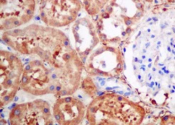 Immunohistochemistry (Formalin/PFA-fixed paraffin-embedded sections) - Anti-TPMT antibody [EPR10820(B)] (AB155284)