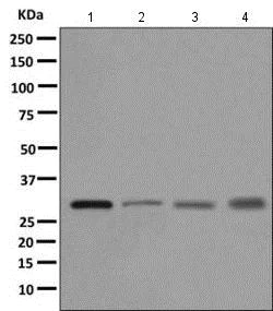 Western blot - Anti-TPMT antibody [EPR10821(B)] - BSA and Azide free (AB249390)