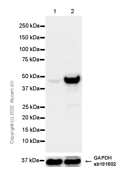 Western blot - Anti-TPN antibody [5D3] - BSA and Azide free (AB307299)