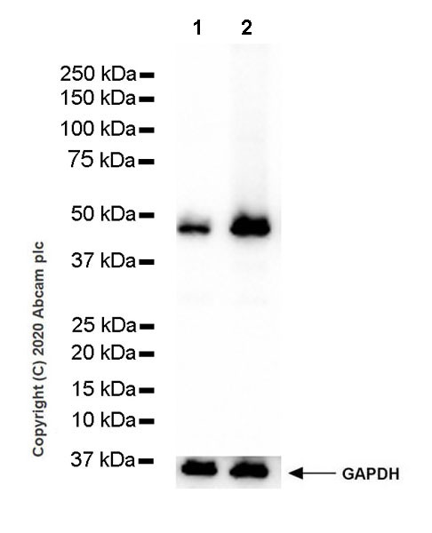 Western blot - Anti-TPN antibody [7F6] (AB252869), expandable thumbnail
