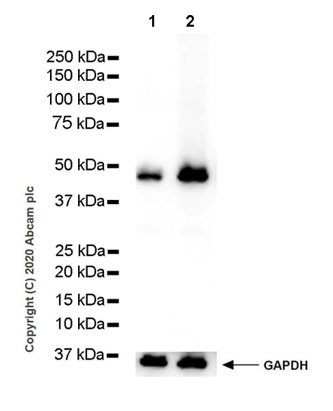 Western blot - Anti-TPN antibody [7F6] (AB252869)