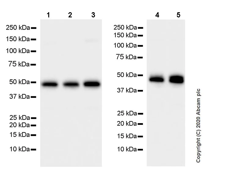 Western blot - Anti-TPN antibody [7F6] - BSA and Azide free (AB255872)