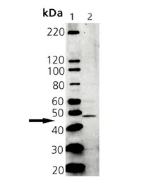 Western blot - Anti-TPN antibody (AB13518)