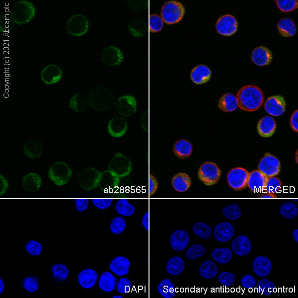 Immunocytochemistry/ Immunofluorescence - Anti-TPN antibody [EPR25083-20] - BSA and Azide free (ab288574), expandable thumbnail