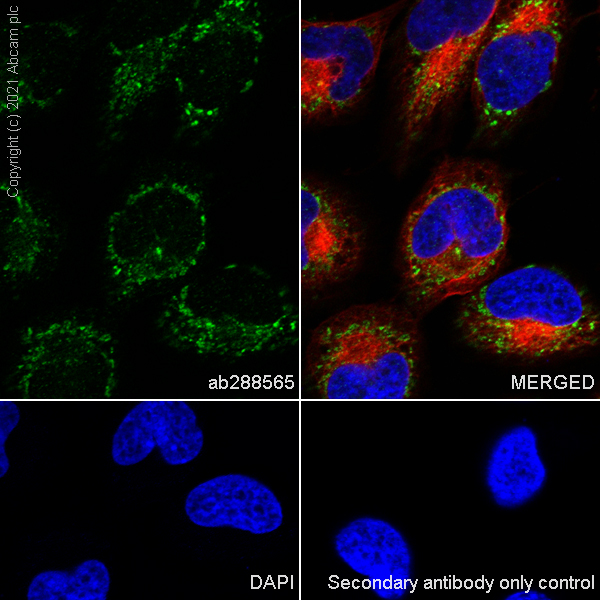 Immunocytochemistry/ Immunofluorescence - Anti-TPN antibody [EPR25083-20] - BSA and Azide free (ab288574), expandable thumbnail
