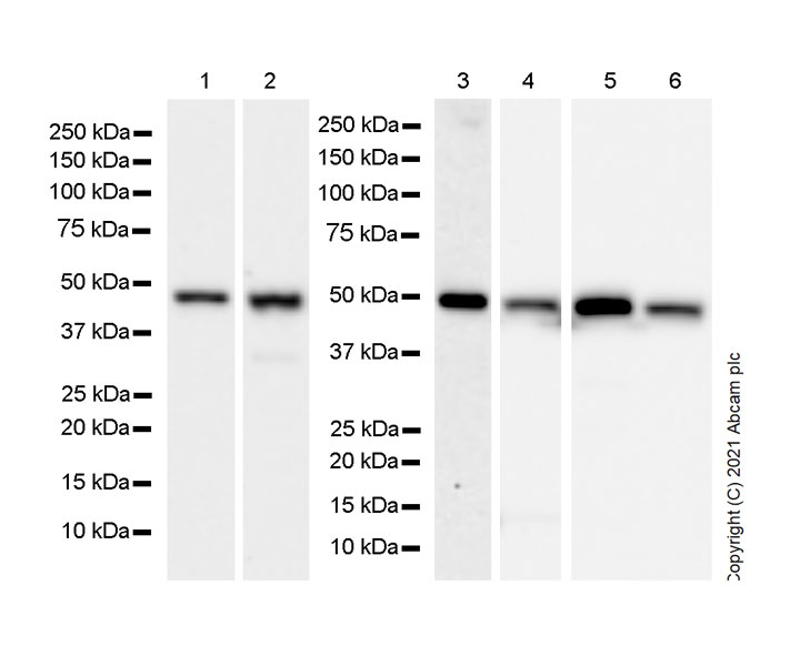 Western blot - Anti-TPN antibody [EPR25083-20] - BSA and Azide free (AB288574), expandable thumbnail