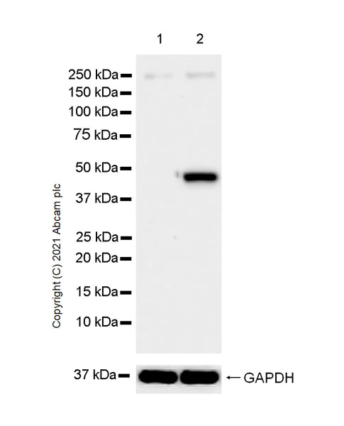 Western blot - Anti-TPN antibody [EPR25083-20] - BSA and Azide free (AB288574)