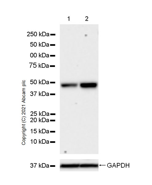 Western blot - Anti-TPN antibody [EPR25083-20] - BSA and Azide free (AB288574), expandable thumbnail