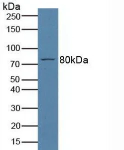 Western blot - Anti-TPOR/MPL antibody (AB232755)