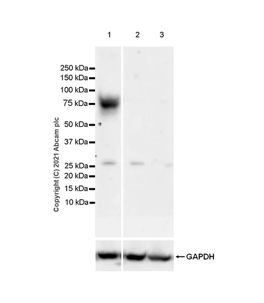 Western blot - Anti-TPOR/MPL antibody [EPR24566-47] - BSA and Azide free (AB283284)