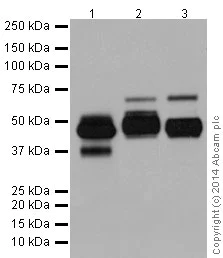 Western blot - Anti-TPP1 antibody [EPR16537] - BSA and Azide free (AB209692)
