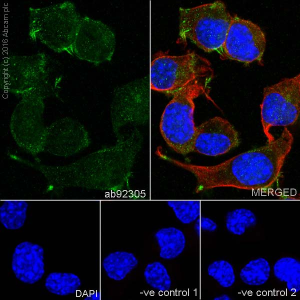 Immunocytochemistry/ Immunofluorescence - Anti-TPPP antibody [EPR3316] (AB92305), expandable thumbnail