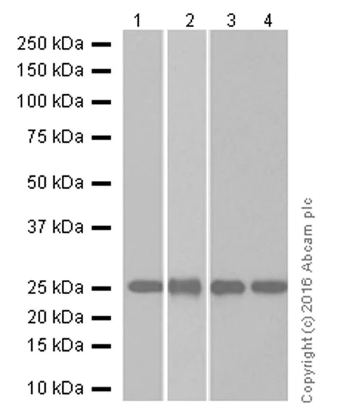 Western blot - Anti-TPPP antibody [EPR3316] - BSA and Azide free (AB238958)